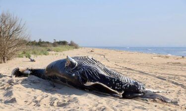 Two dead humpback whales were found off the coasts of New York and New Jersey.