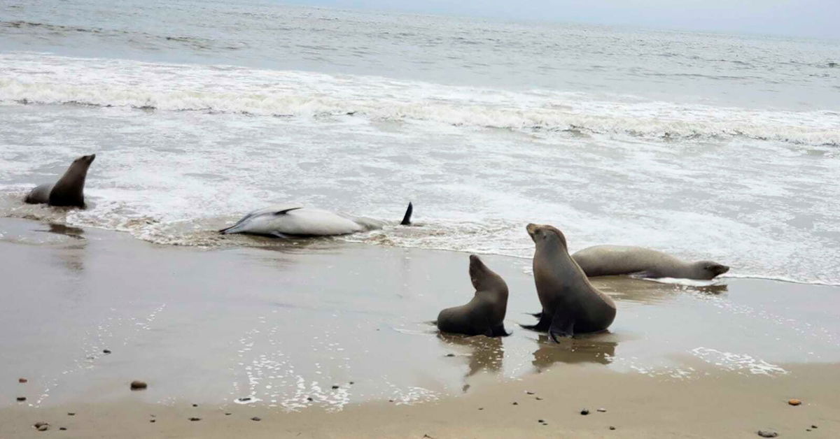 <i>Channel Islands Marine Wildlife Institute/AP</i><br/>This image