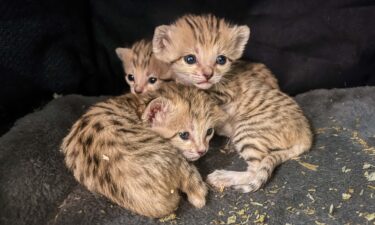 The North Carolina Zoo announced three sand cat kittens were born on May 11.