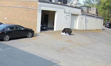 A Connecticut bakery suffered some property damage after a bear-y unexpected guest made a surprise visit. A still from a surveillance video shows the bear destroying around 60 cupcakes after breaking into a bakery in Avon