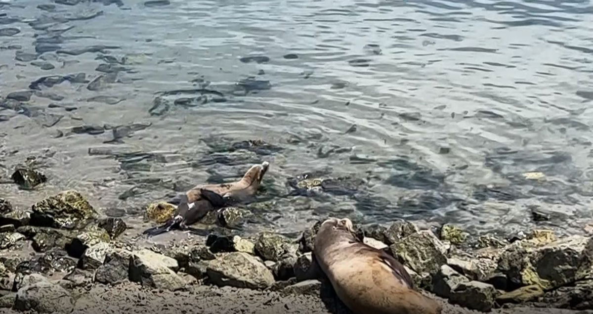 Best Time to See Seals and Sea Lions in San Diego 2023 