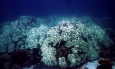 Coral that bleaches won't always die