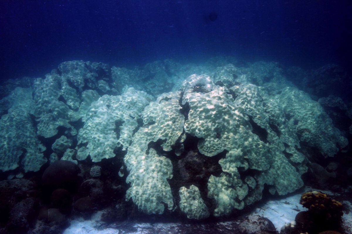 <i>Courtesy Derek Manzello/NOAA</i><br/>Coral that bleaches won't always die