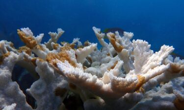 Coral bleaching as seen at Cheeca Rocks off Islamorada in the Florida Keys.