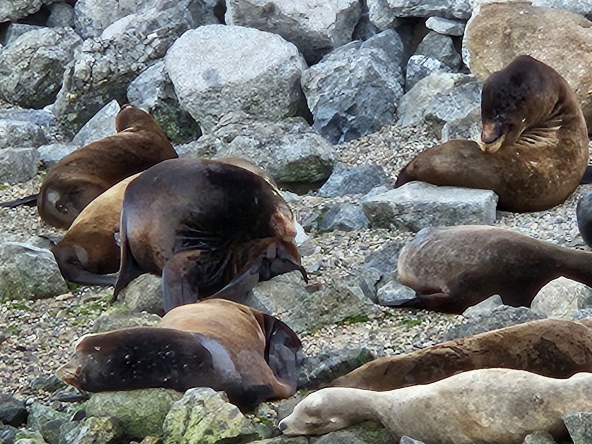 Arp, arp, arp. Sea lions still hanging around Pier 39 — 30 years later