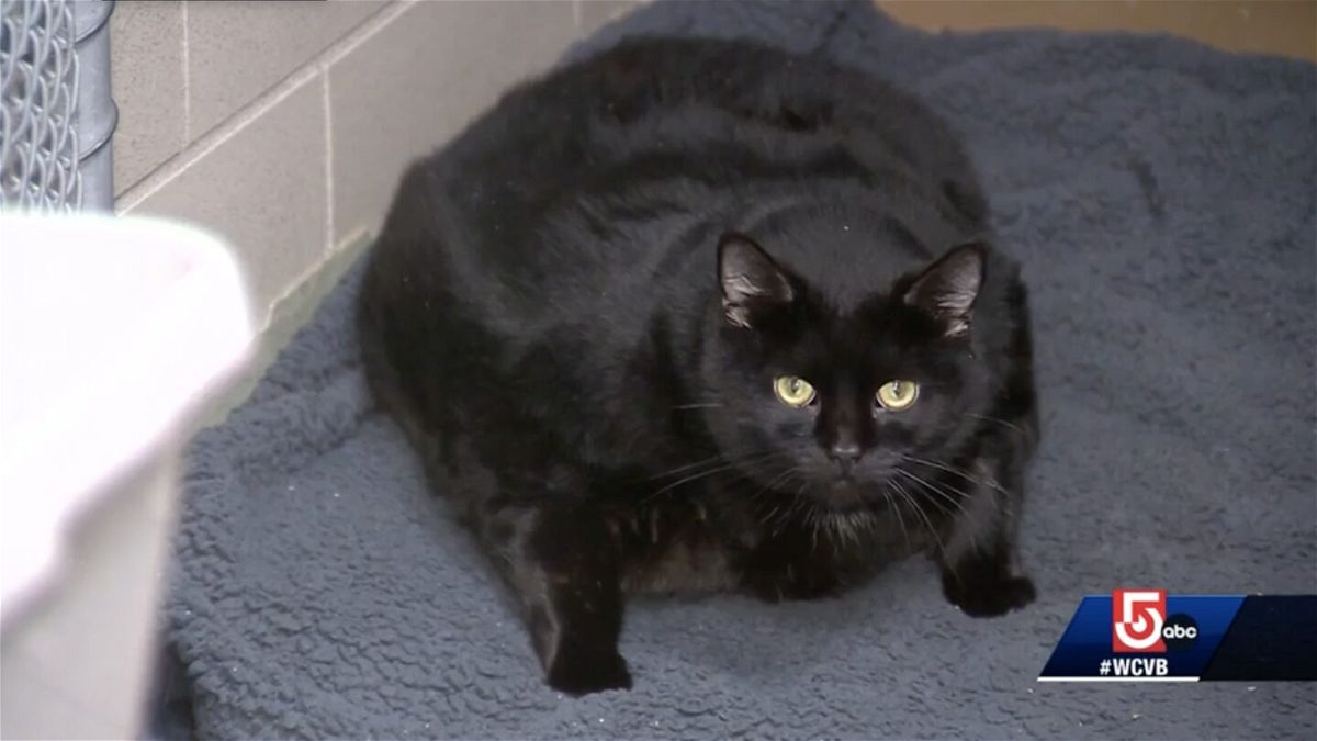 <i>WCVB</i><br/>Volunteers are assisting staff members at the Animal Rescue League of Boston in their efforts to help two morbidly obese cats lose weight.