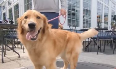 "My dog ate my homework" is one of the oldest excuses in the book