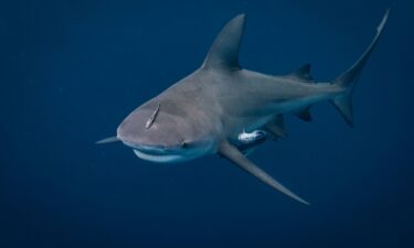 A white shark swims across a sand bar off the coast of Cape Cod