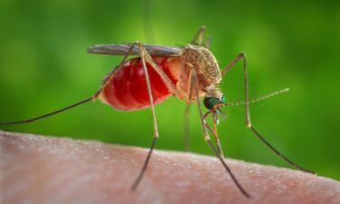 West Nile is typically spread in the US by a mosquito called Culex
