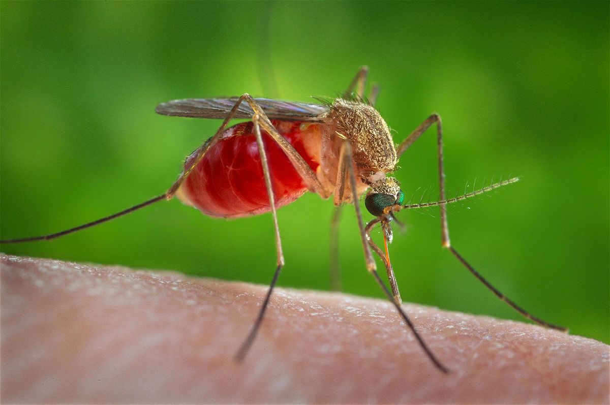 <i>James Gathany/CDC/Reuters/FILE</i><br/>West Nile is typically spread in the US by a mosquito called Culex