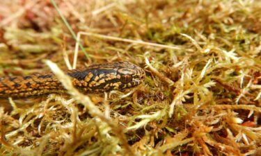 Tachymenoides harrisonfordi is shown in its habitat in Peru.