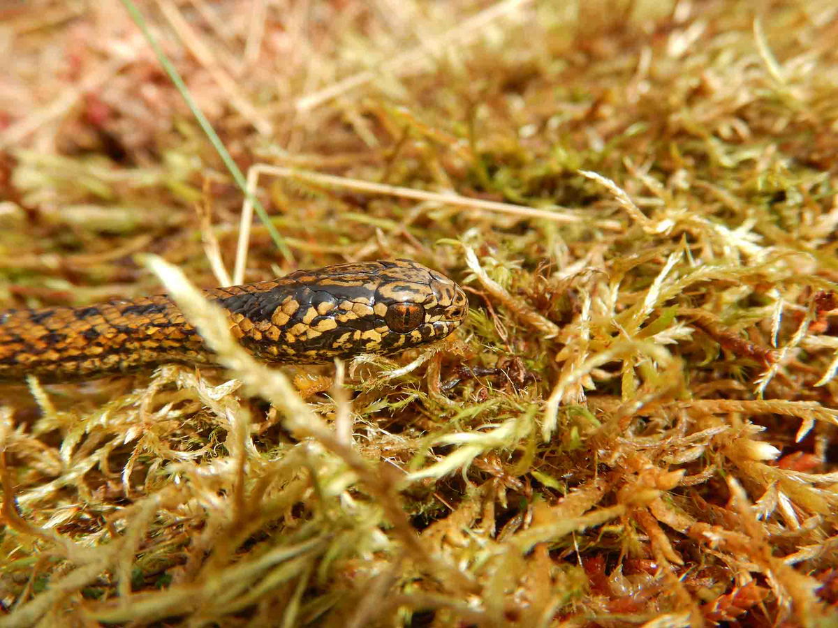 <i>E. Lehr</i><br/>Tachymenoides harrisonfordi is shown in its habitat in Peru.