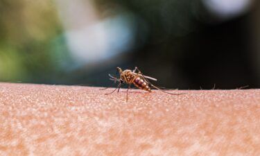 An adult female Anopheles mosquito bites a human body to begin its blood meal at Tehatta