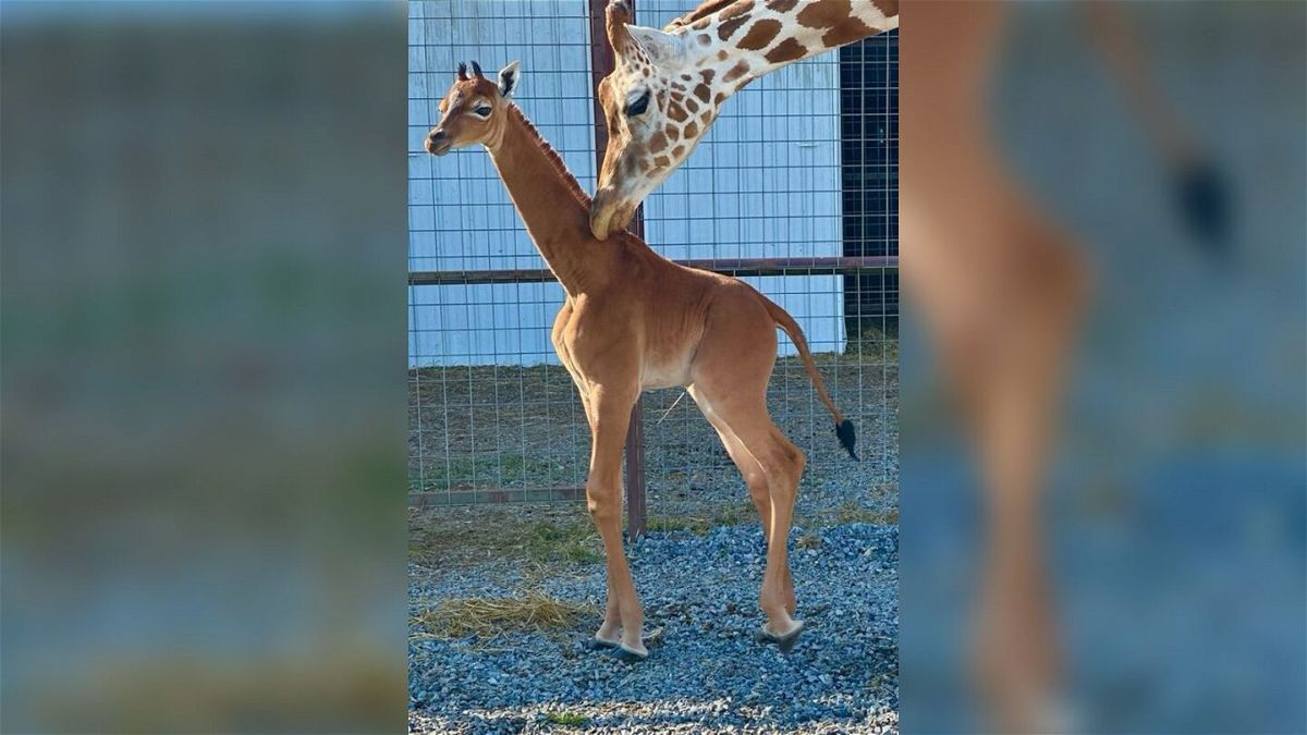 <i>Courtesy Brights Zoo</i><br/>There’s a brand new spotless superstar on the scene at a Tennessee zoo. She doesn’t have a name yet
