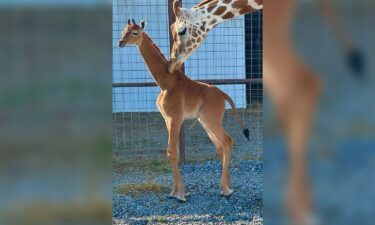 There’s a brand new spotless superstar on the scene at a Tennessee zoo. She doesn’t have a name yet