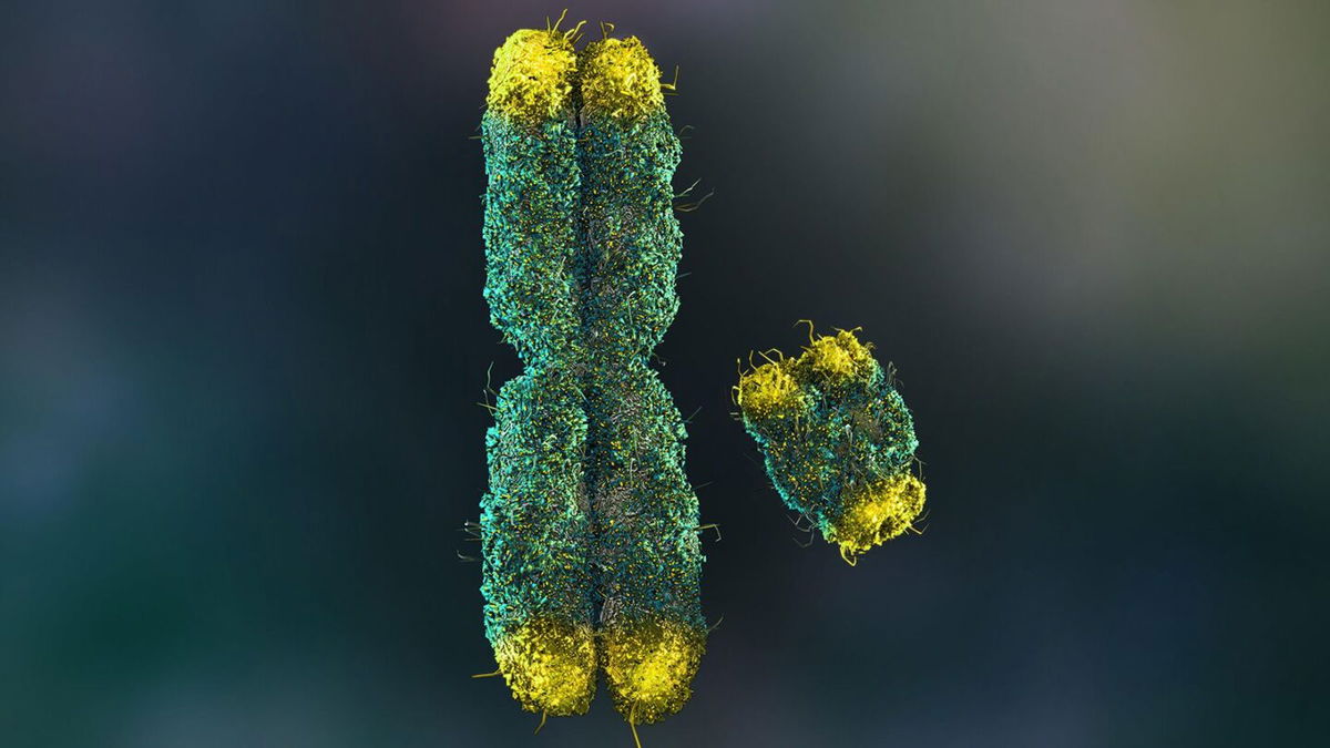 <i>nathan devery/Alamy Stock Photo</i><br/>Humans typically have a pair of sex chromosomes in each cell.