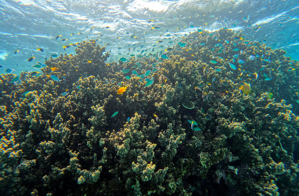 <i>Gagliardi Giovanni/REDA&CO/Universal Images Group/Getty Images</i><br/>The Great Barrier Reef stretches thousands of kilometers up the coast of Queensland.