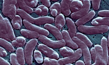 Vibrio vulnificus lives in warm