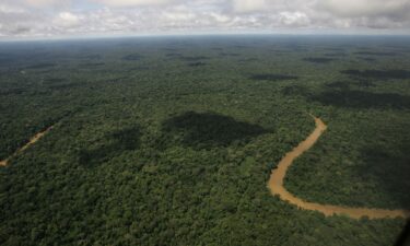 Among the species found in the Yasuní National Park