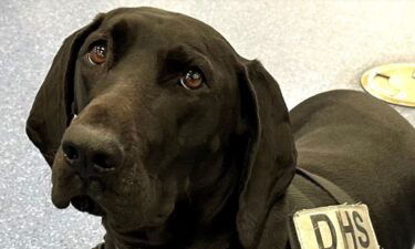 Three-year-old German Shorthaired Pointer