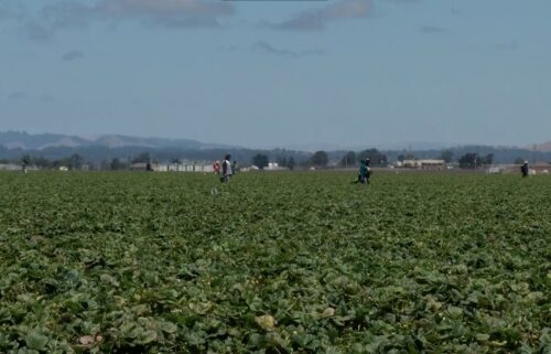 farmworkers, Salinas