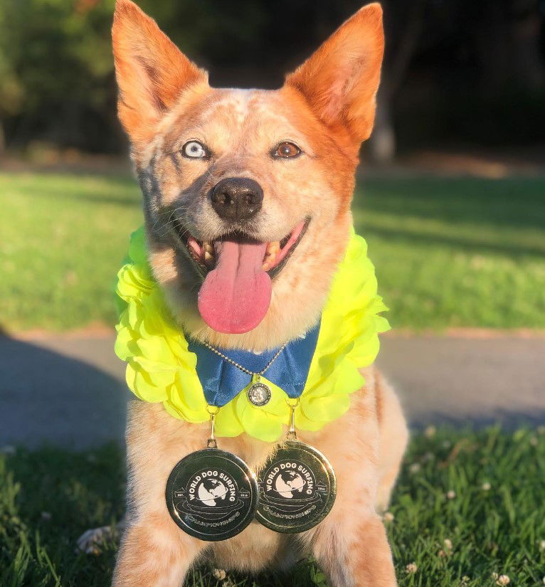 Legendary Santa Cruz dog surfer to retire at World Dog Surfing