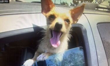 Twelve dogs were rescued from a van sitting in a Fountain Valley parking lot. Officials said the temperature inside the van was 110 degrees.