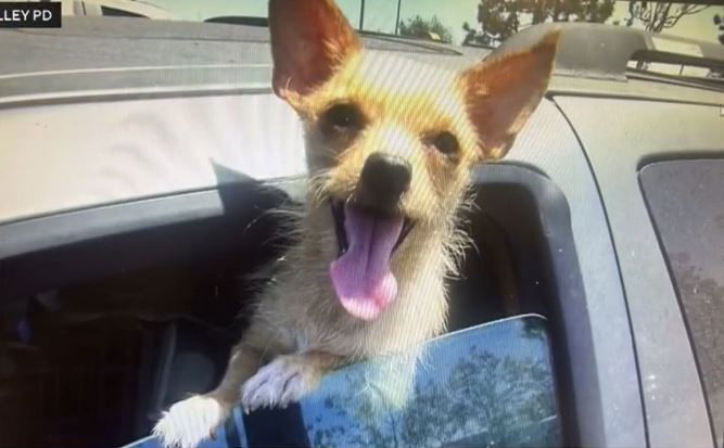 <i>Fountain Valley PD/KCAL</i><br/>Twelve dogs were rescued from a van sitting in a Fountain Valley parking lot. Officials said the temperature inside the van was 110 degrees.