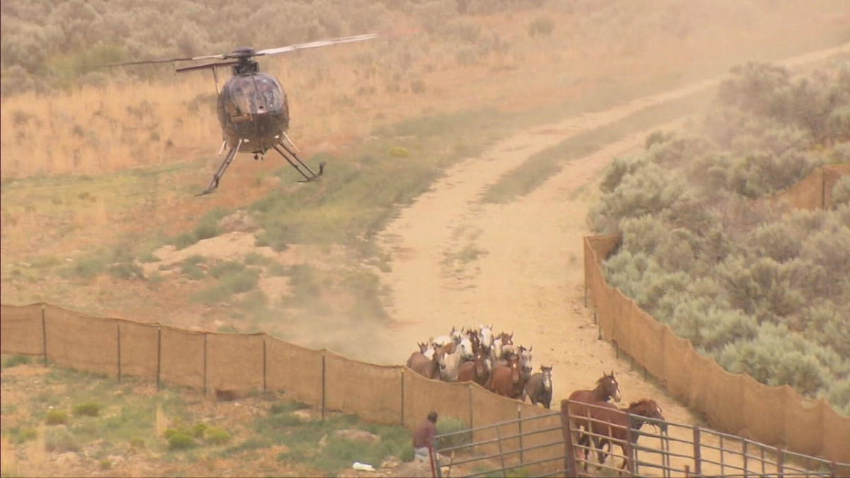 <i>KCNC</i><br/>The federal Bureau of Land Management has completed its roundup of the last remaining 122 wild horses in the West Douglas Herd Area