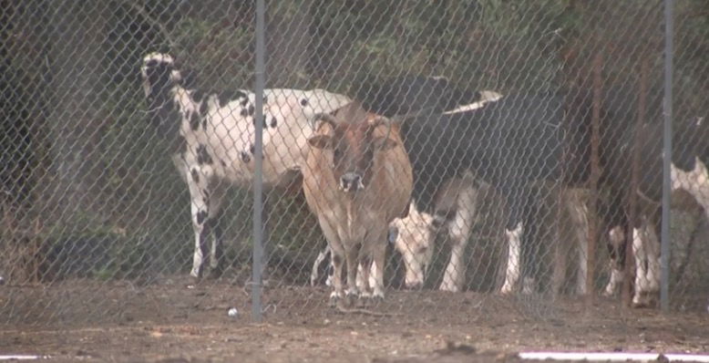 <i>WRAL</i><br/>Wake County Animal Control officers discovered over 200 animals – some dead and many emaciated and starving – at a home near Garner on Friday.