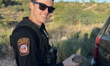 Talk about a 'shell' of a rescue. Oro Valley Police Department Officer Haskins helped save a baby tortoise on Monday