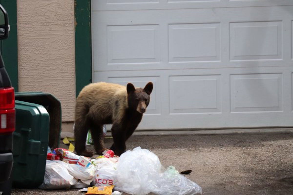 A sad and horrific death for a starving bear whose intestines