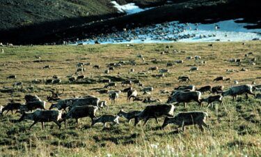 Caribou graze in the Arctic National Wildlife Refuge in Alaska in this undated file photo. The Biden administration announced Wednesday it will cancel seven Trump-era oil and gas leases in the Arctic National Wildlife Refuge