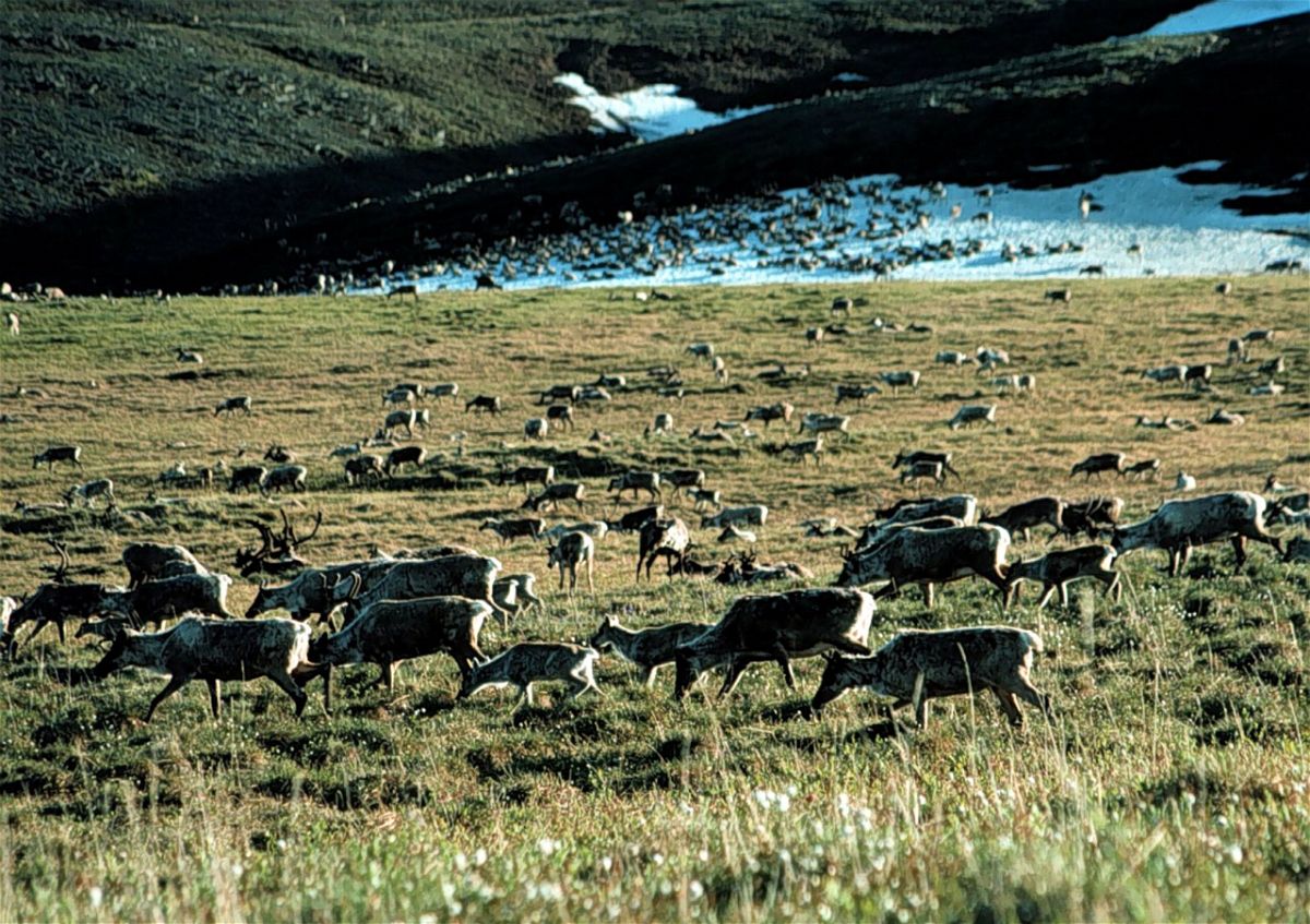 <i>Getty Images/Getty Images North America/Getty Images</i><br/>Caribou graze in the Arctic National Wildlife Refuge in Alaska in this undated file photo. The Biden administration announced Wednesday it will cancel seven Trump-era oil and gas leases in the Arctic National Wildlife Refuge