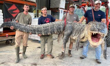 The huge reptile was almost double the length of the average alligator harvested in Mississippi in 2021.