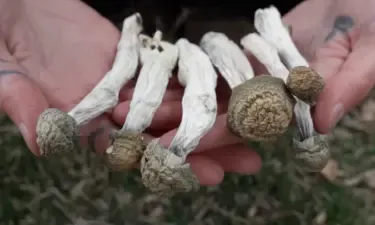 psychedelic, magic mushroom, magic mushrooms, California, Santa Cruz