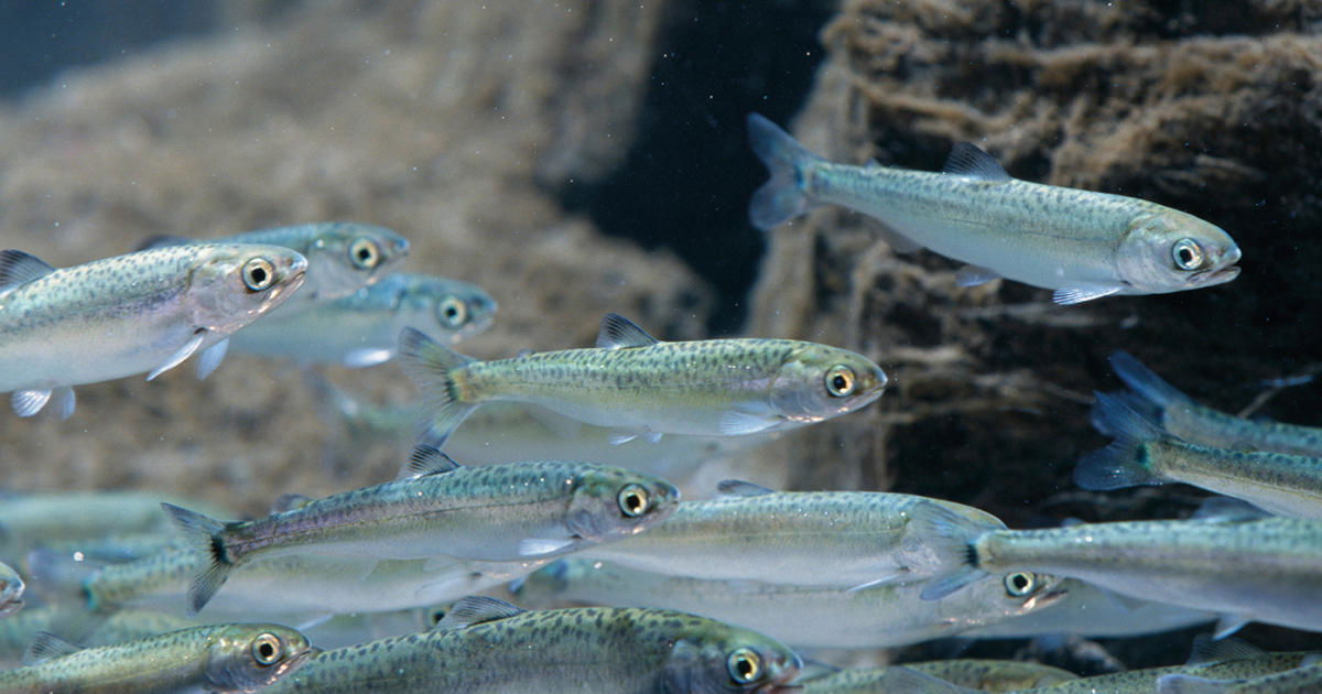 AR0CFK Cohoe & Pink Salmon Fry in Tank @ AK Sealife Center AK Seward