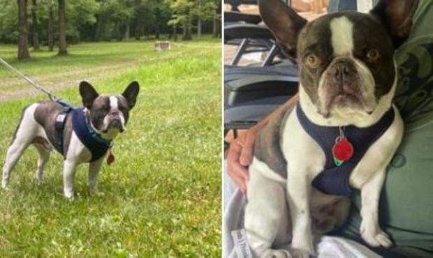 <i>Allegheny County (PA) Police Department/KDKA</i><br/>Male French bulldog allegedly abandoned abandoned by his owner at Pittsburgh International Airport on August 4