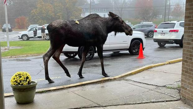 <i>Rutland Police Department/WBZ</i><br/>A moose strolls through the drop-off line at Naquag Elementary School in Rutland.