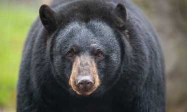 An adult grizzly walks through a campground and picnic area in Lake Louise