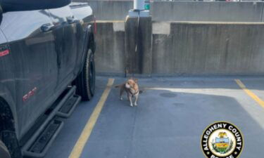 Another dog was abandoned at the Pittsburgh International Airport