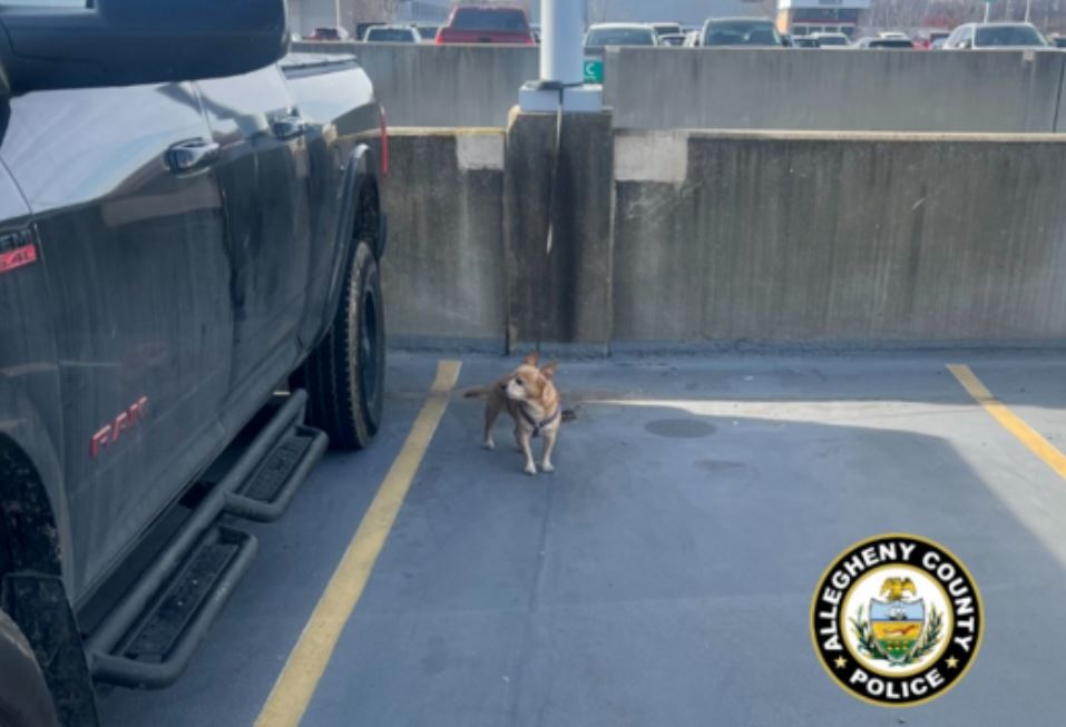 <i>Allegheny County police/KDKA</i><br/>Another dog was abandoned at the Pittsburgh International Airport