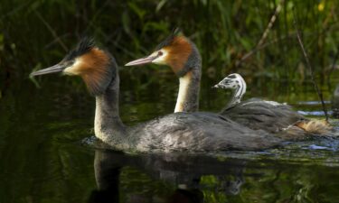 “No bird on earth is more deserving of Bird of the Century than this one