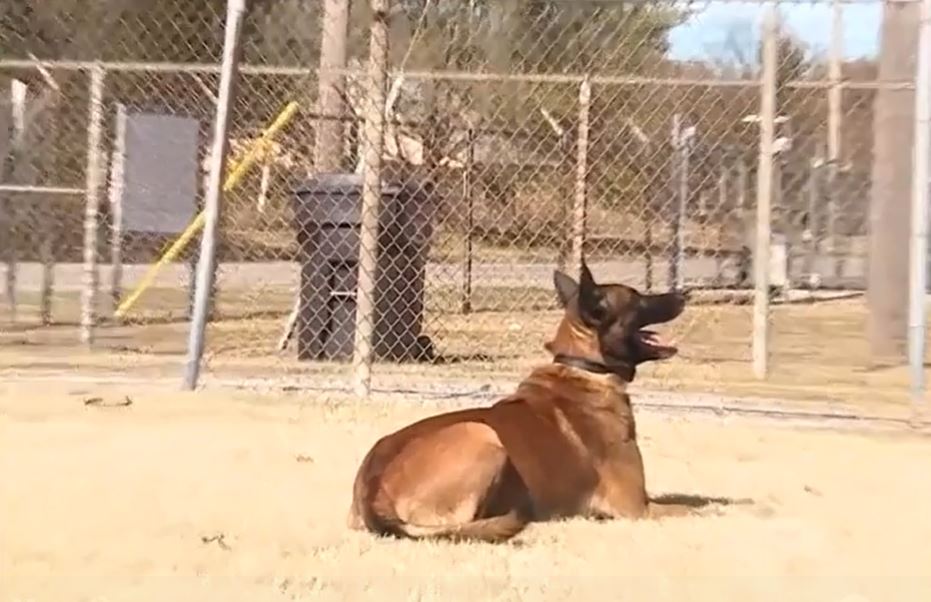 <i></i><br/>The highly-trained K-9 officer Onyx went missing but was found in someone's backyard in Pottawatomie County