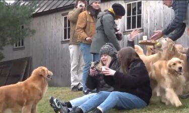 The Golden Dog Farm recently went viral thanks to its Golden Retriever Experience