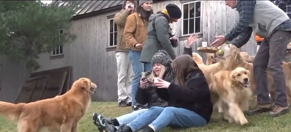 <i></i><br/>The Golden Dog Farm recently went viral thanks to its Golden Retriever Experience