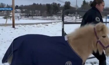 The Manchester Police Department Mounted Patrol's comfort pony is retiring.