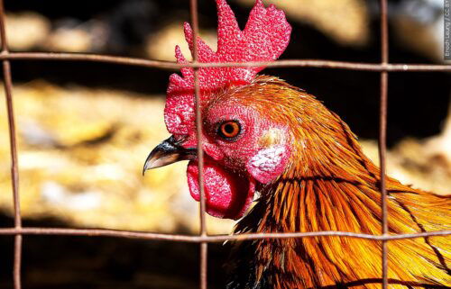 bird flu, bird flu outbreak, california