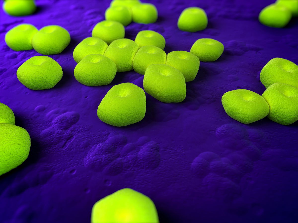 <i>SCIEPRO/Science Photo Library RF/Getty Images</i><br/>Researchers from Harvard University and Hoffmann-La Roche say they have developed an antibiotic to treat the highly resistant bacteria Acinetobacter baumannii.