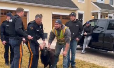 The runaway ram in New Jersey has been caught. Mount Laurel police captured the ram near a house on Horseshoe Drive on January 23.
